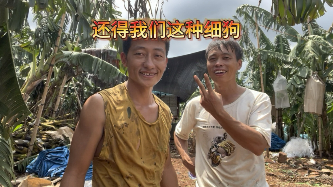 挑香蕉就佩服我自己，狠起来连我自己都害怕