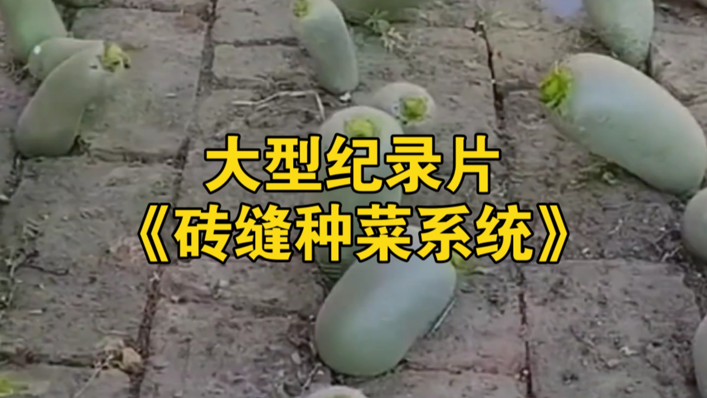 大型纪录片《砖缝种菜系统》持续为您播出！
