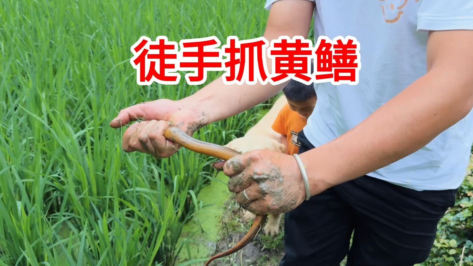 贵州田边随便都抓到黄鳝，大山里才有这原生态，小伙抓黄鳝差点被