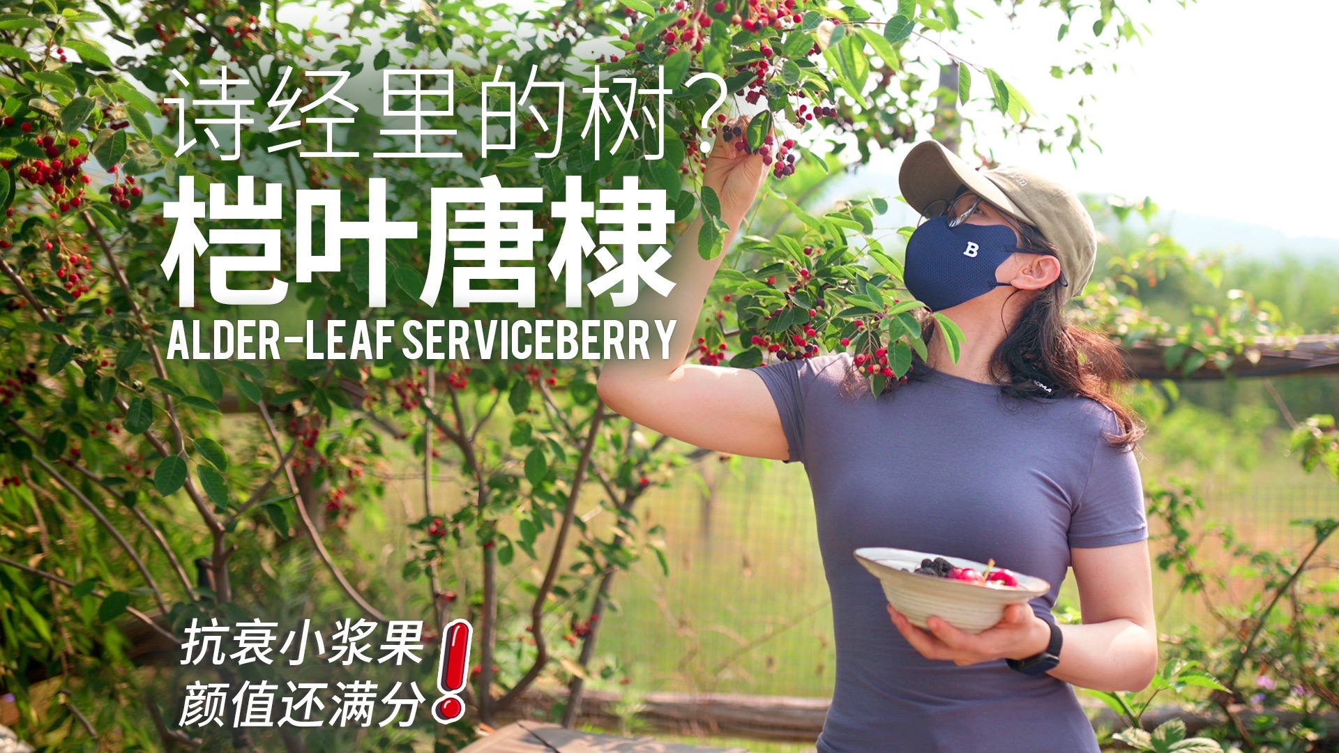 好看更好吃的“野性”浆果，小乔木桤叶唐棣（Alder-leaf Service
