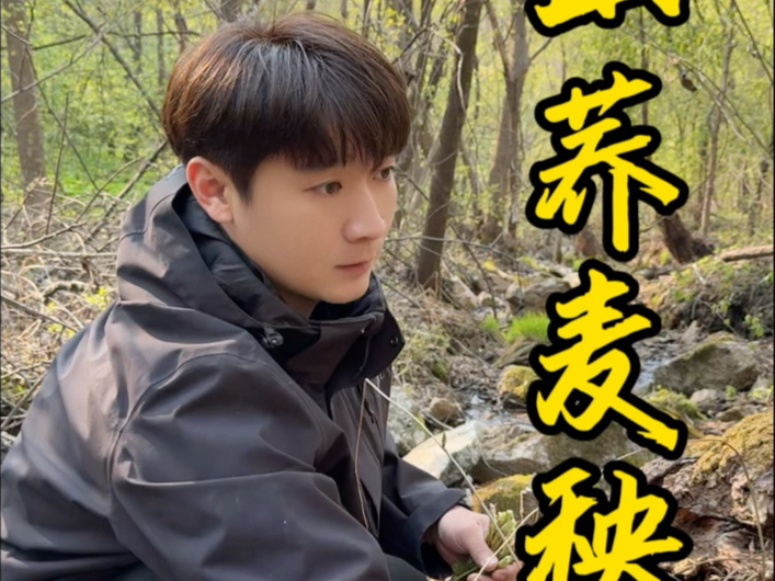 今天我们一家子去山上采山荞麦秧，这个野菜挺少的。