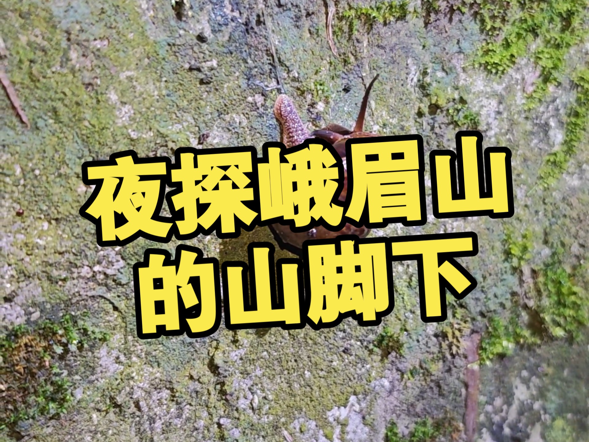 在峨眉山脚下深夜里雨后野采一波，发现了圆脸络腮胡的蛙蛙