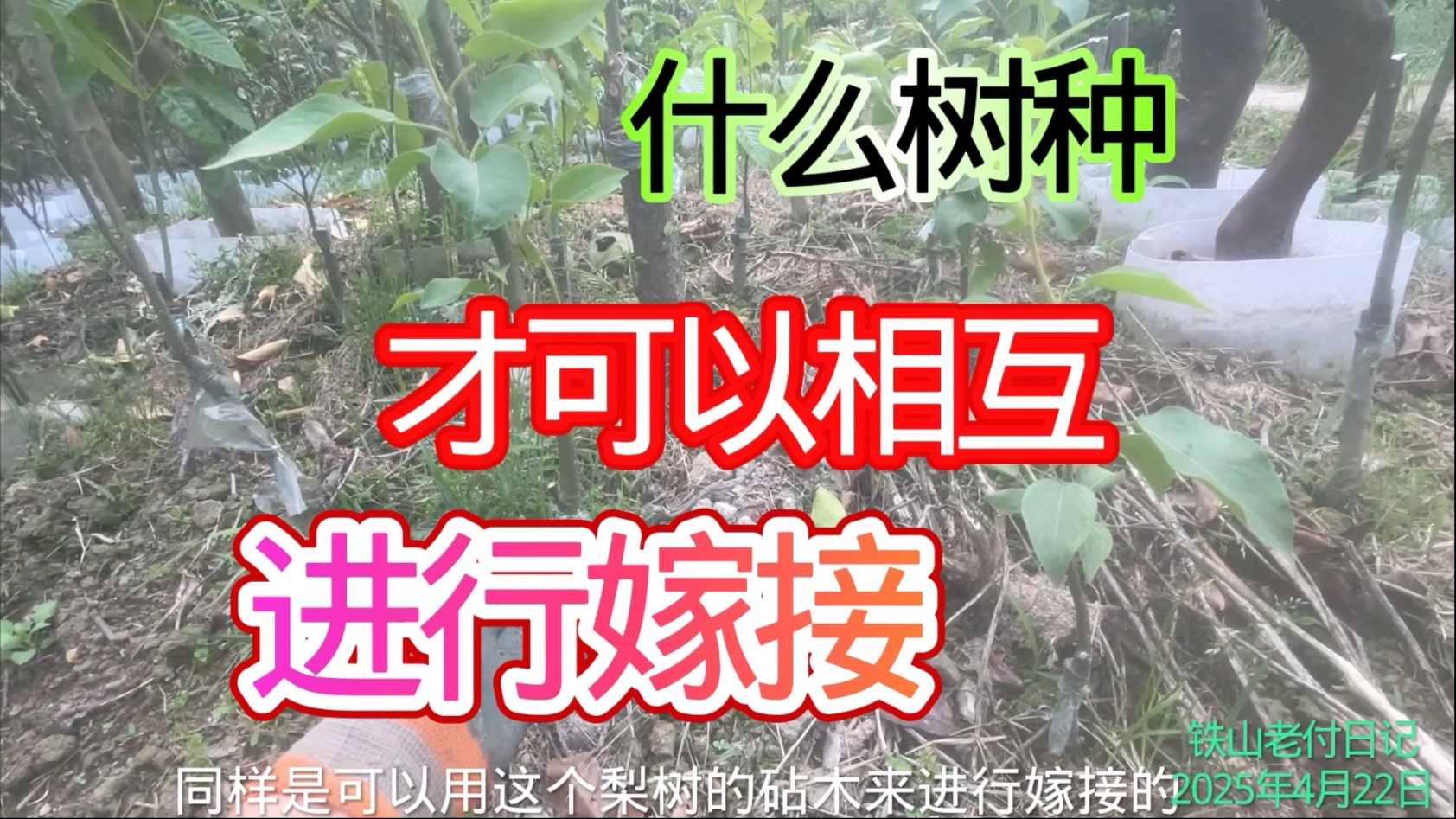 要想嫁接成活好，选择砧木很重要#苗木的栽培与管理#苗木的嫁接