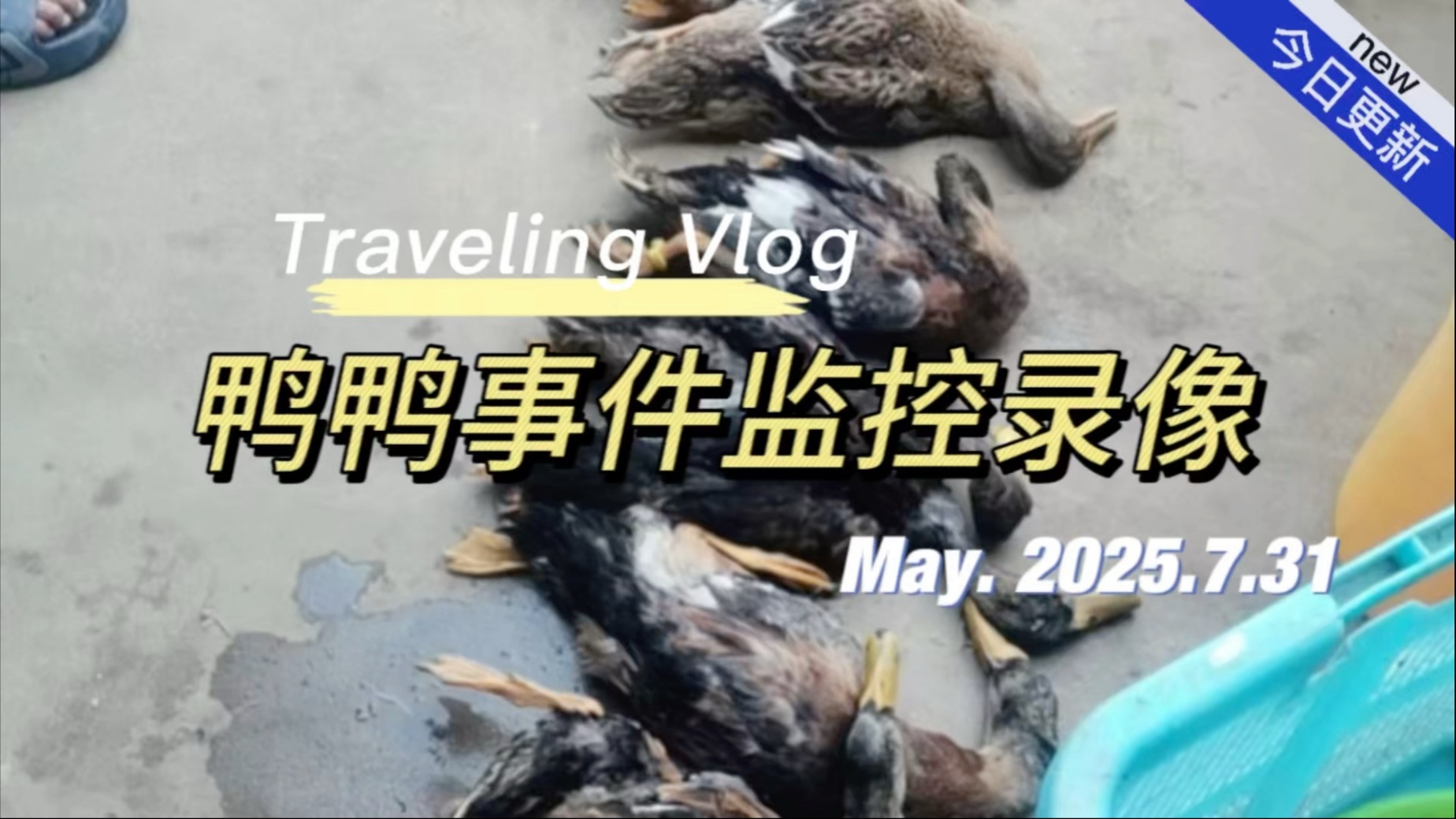 总结了一下一种是鸭粪太多导致水底氨气过多，加上早上把“水花