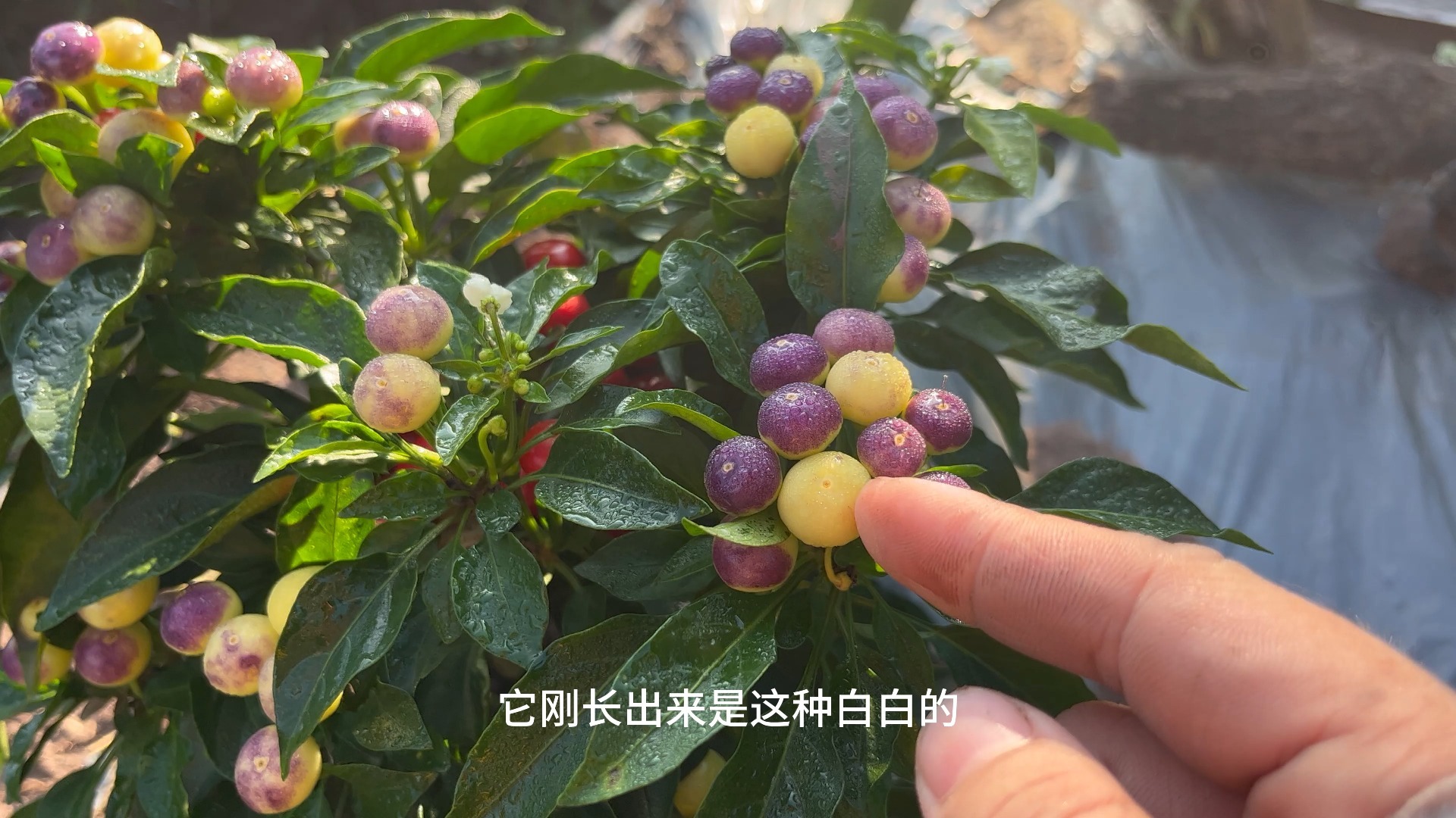 夏季无人管理的菜地现状