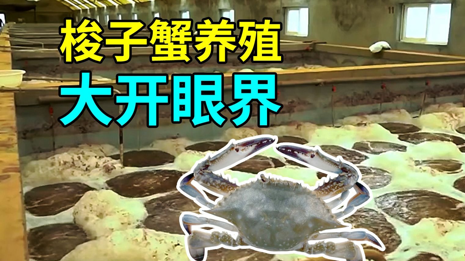 梭子蟹的秘密，养殖过程大开眼界
