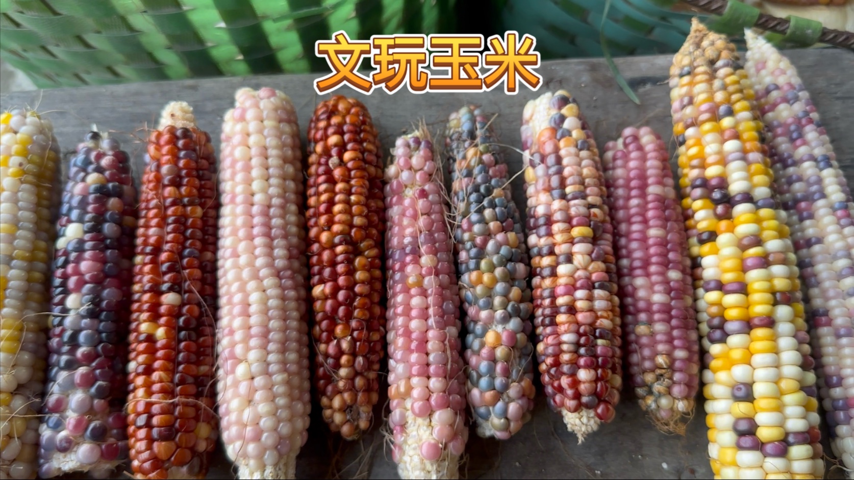 去年刷到文玩玉米很漂亮，今年就自己种了一点！没想到是真的漂亮