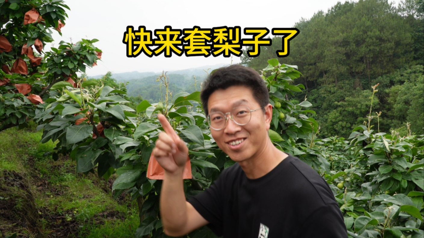 宝想吃梨吗？快来套！