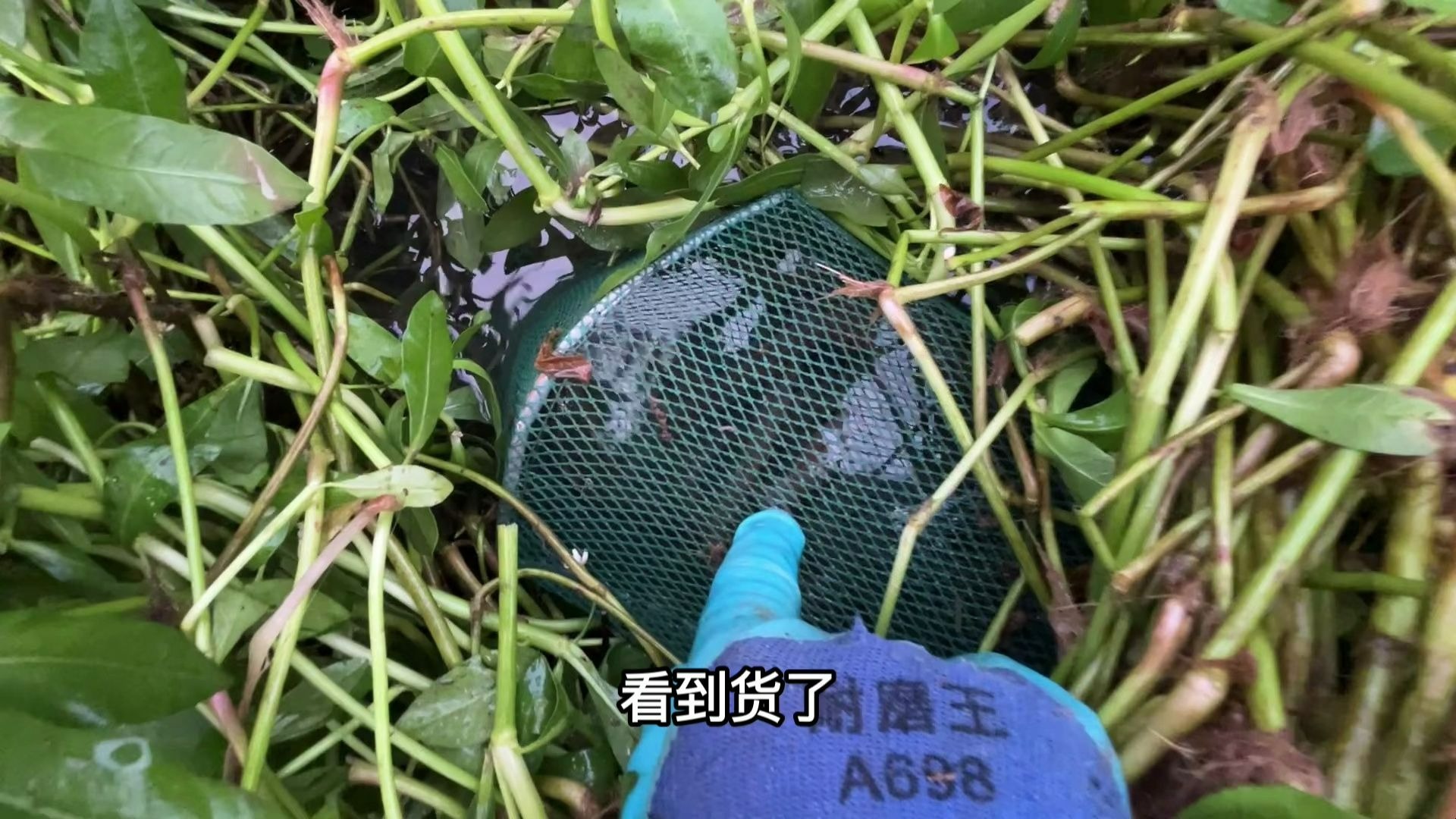 每天都来几个爆网收入就稳了