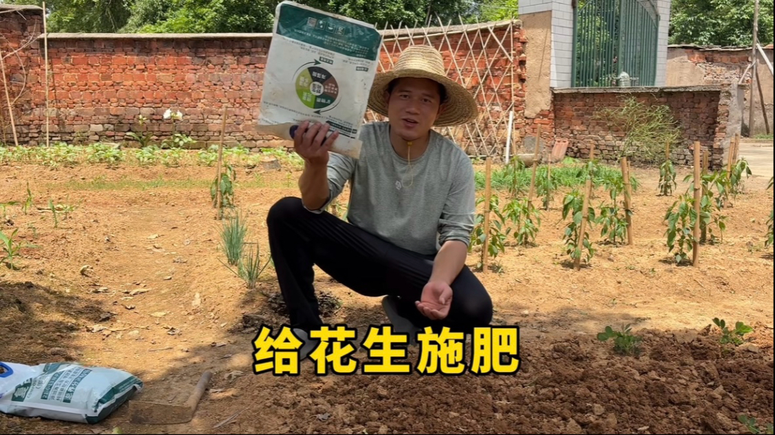 花生苗长高了，给它们松土施肥，晚上地里拔点韭菜炒着吃