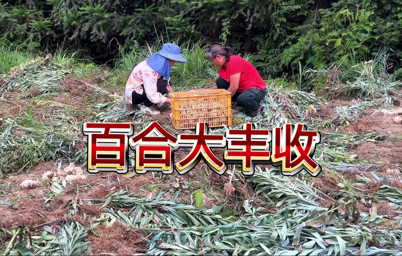 忙碌了一年终于到了收获的时候