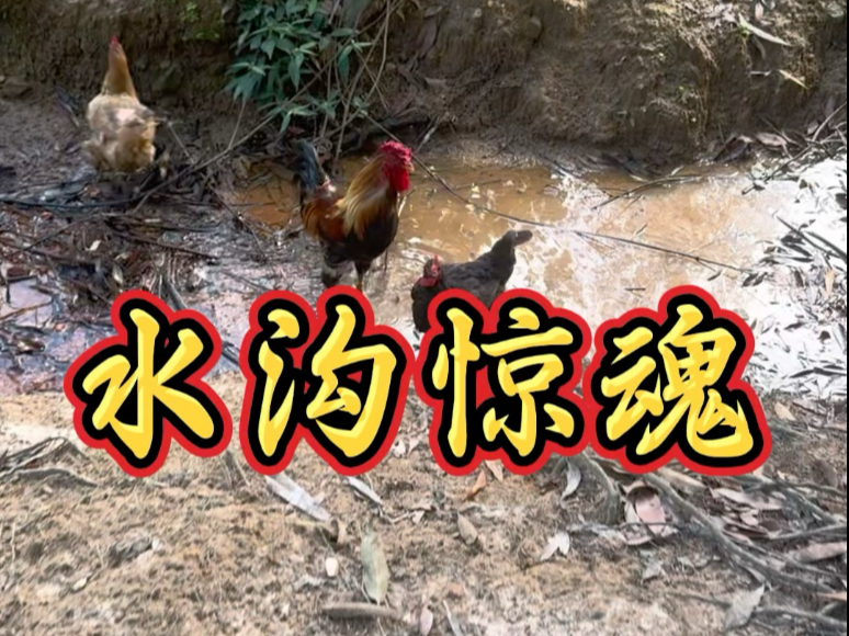 上次发那个被限流了，稍微修改一下再发一遍