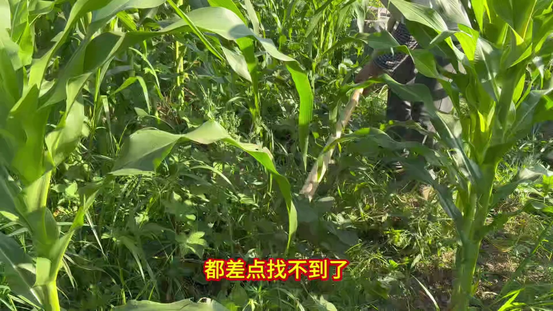 早上五点半上菜地除草浇水#记录真实生活 #我的乡村生活 #自