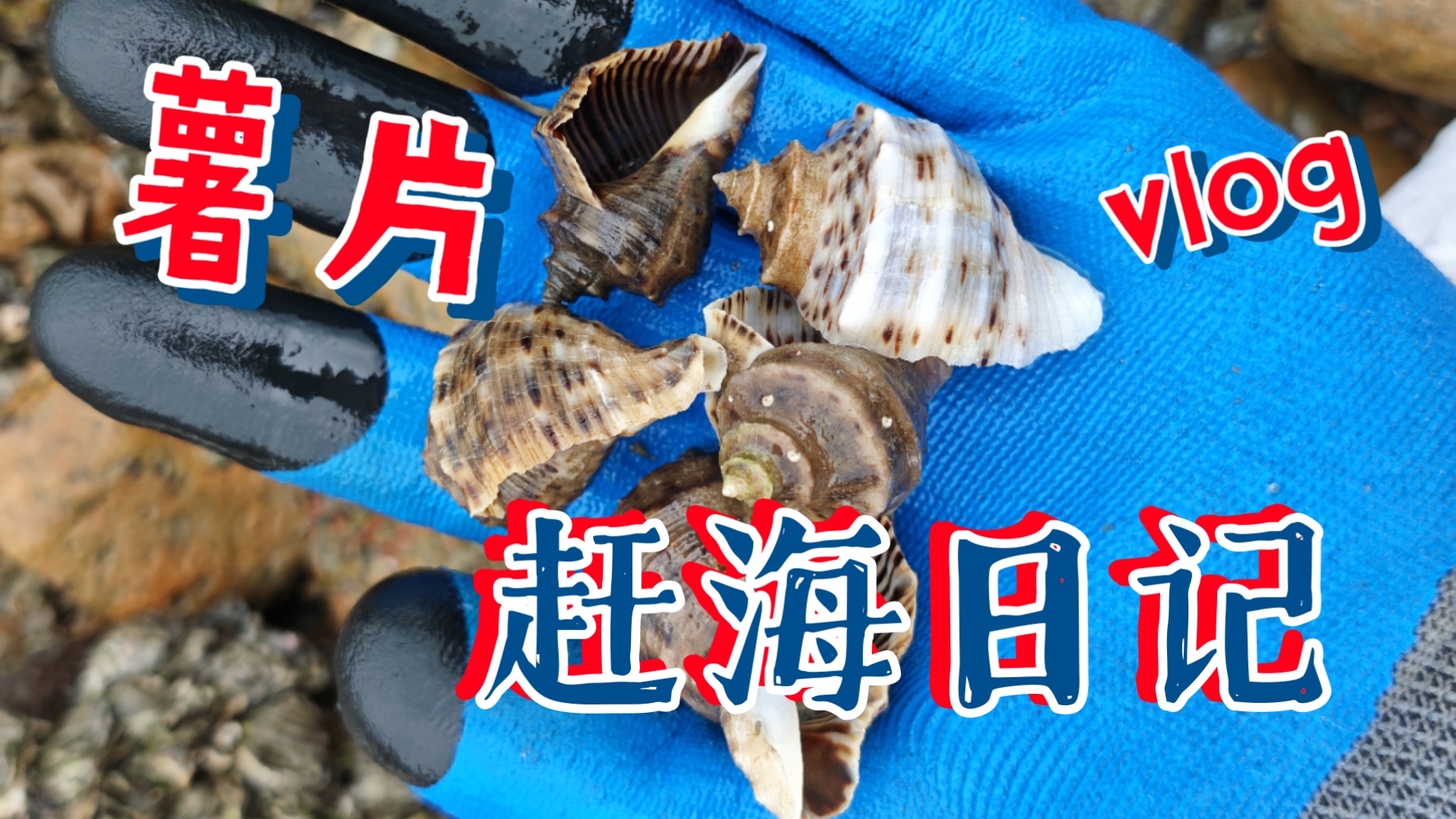 总裁，主播今天又抓到海螺了