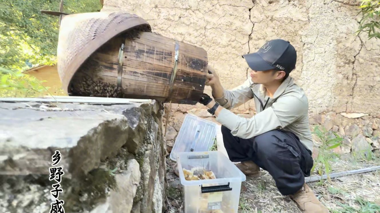 蜂桶蜜满的要溢出，子威做回归本行，收获满满