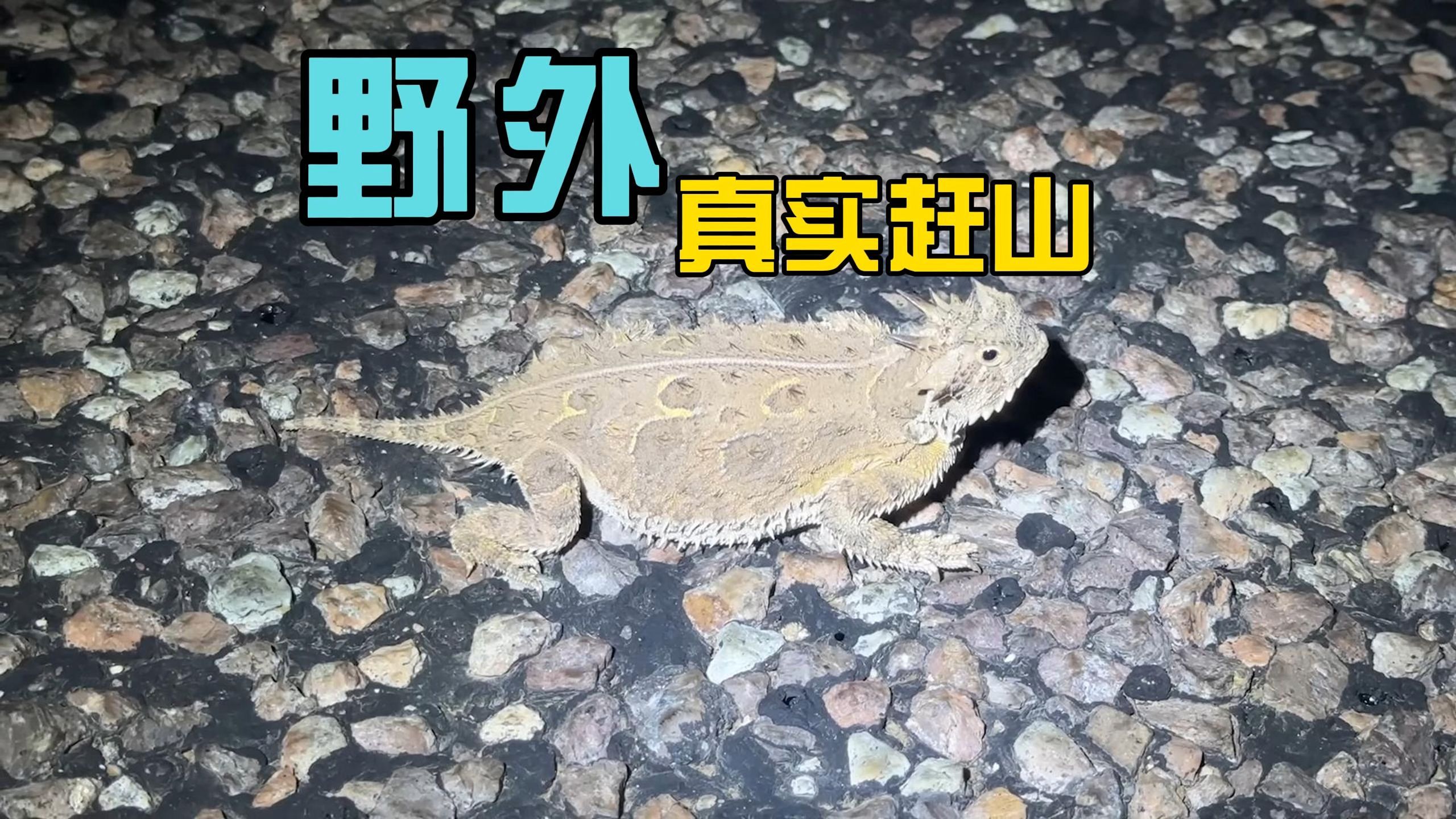 野外真实赶山