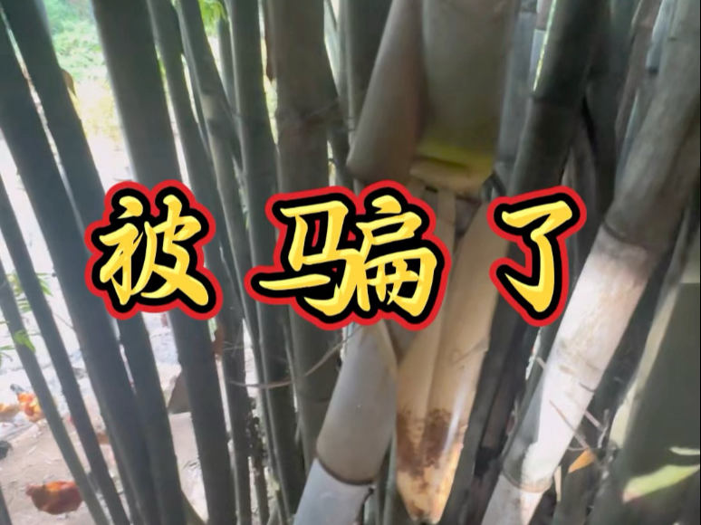 人生中的第一条广子以失败告终，超级郁闷