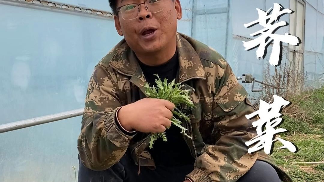 阳春三月三，荠菜赛灵丹。今年的荠荠菜，你吃了吗？