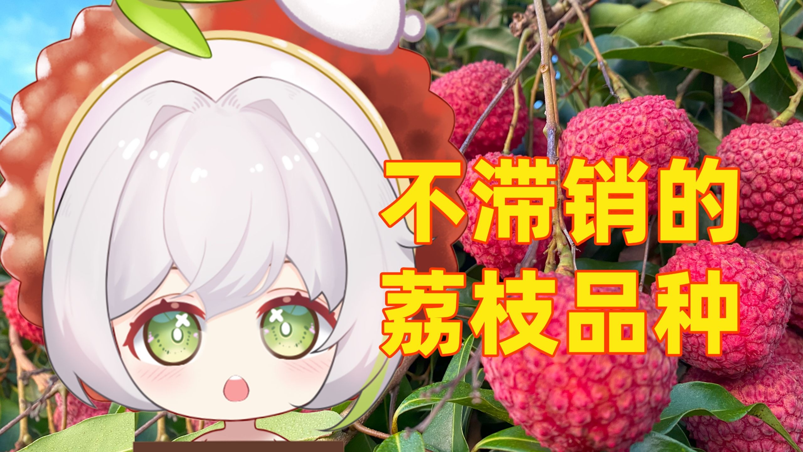 肉厚核小！有点冷门的福建蜜丁香荔枝