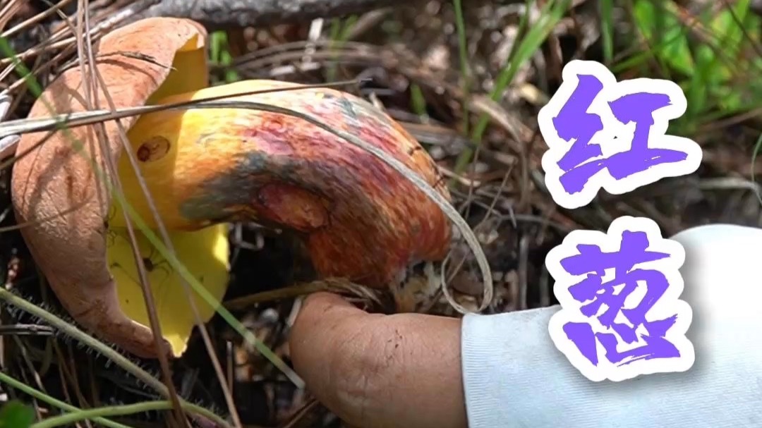 带着爸爸一起采蘑菇，爸爸居然发现一朵红葱