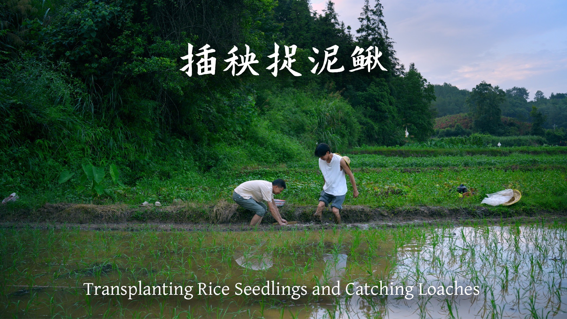 插秧捉泥鳅，这才是童年副本