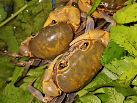 牛马日常