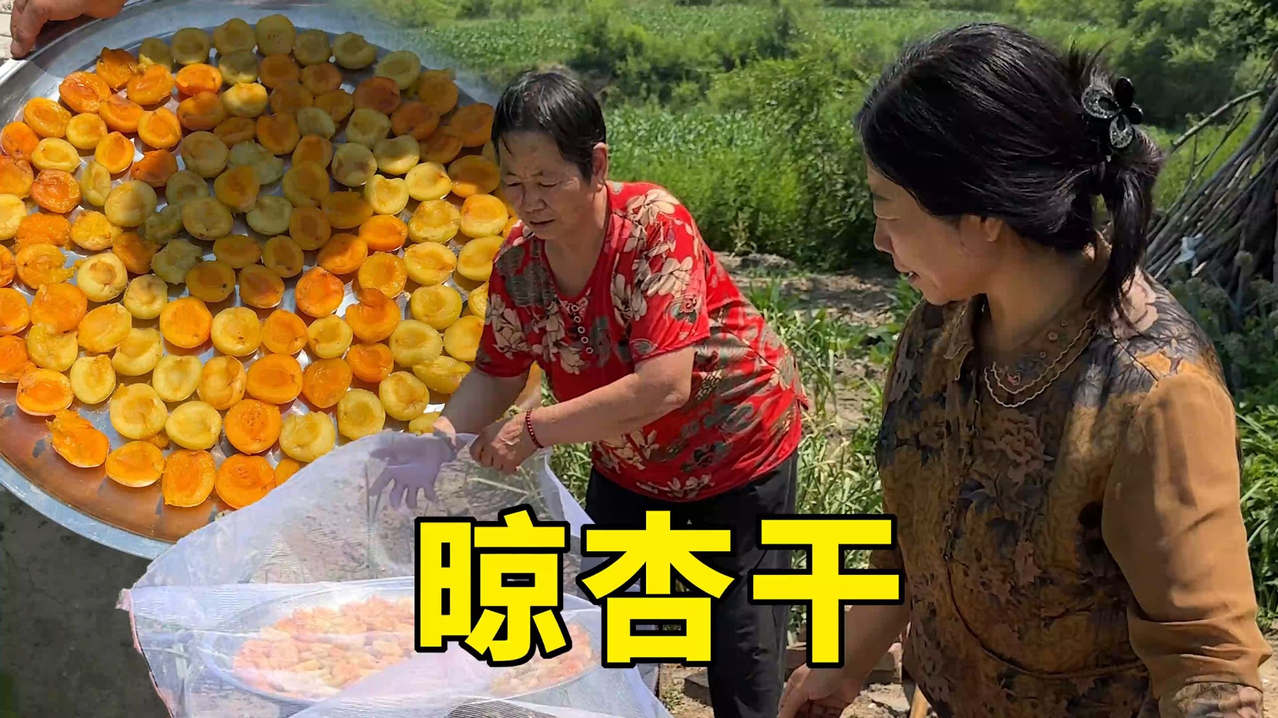 看姥姥用20斤杏晒的杏干有多好吃