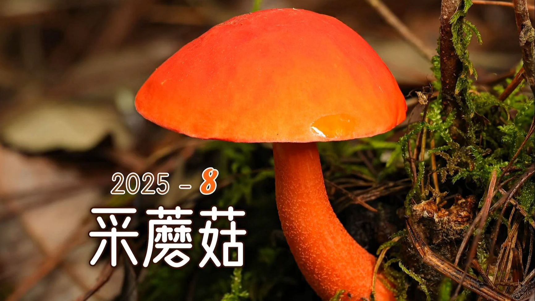 普洱采蘑菇第二天，遇见毫无警惕感的野生动物