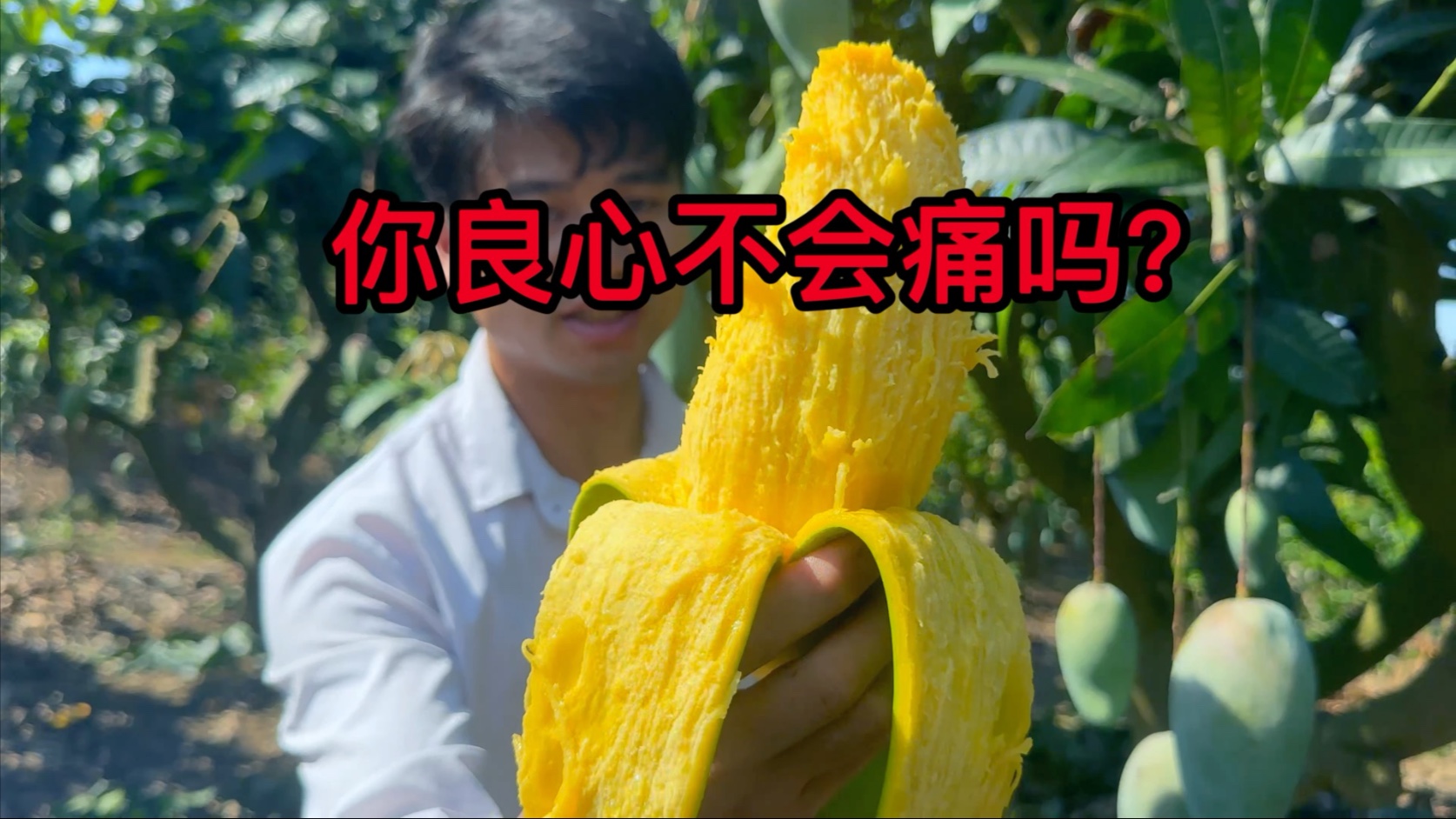 几毛钱的芒果卖这么贵，你良心不会痛吗！