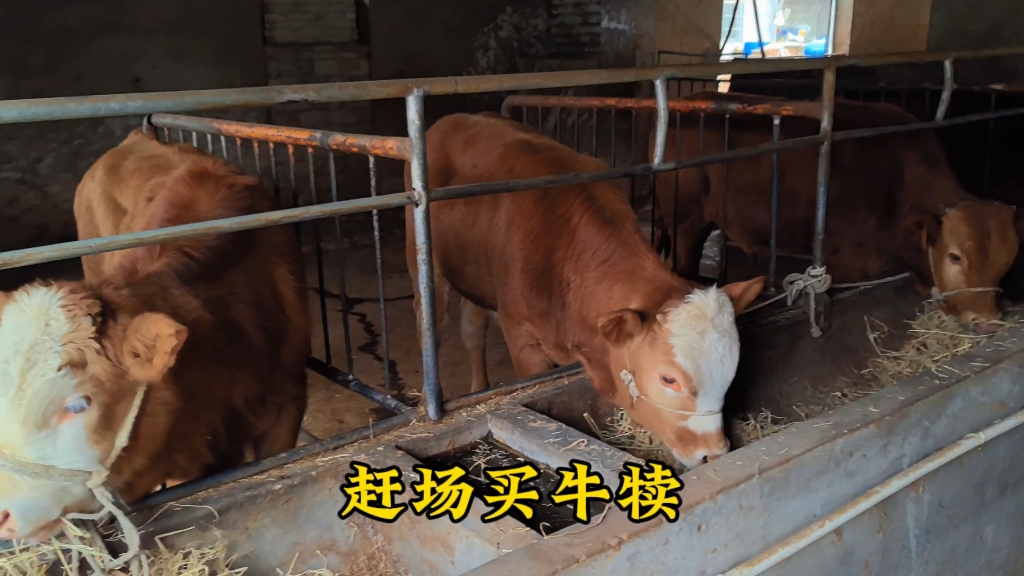 农村赶场入手5头公牛犊