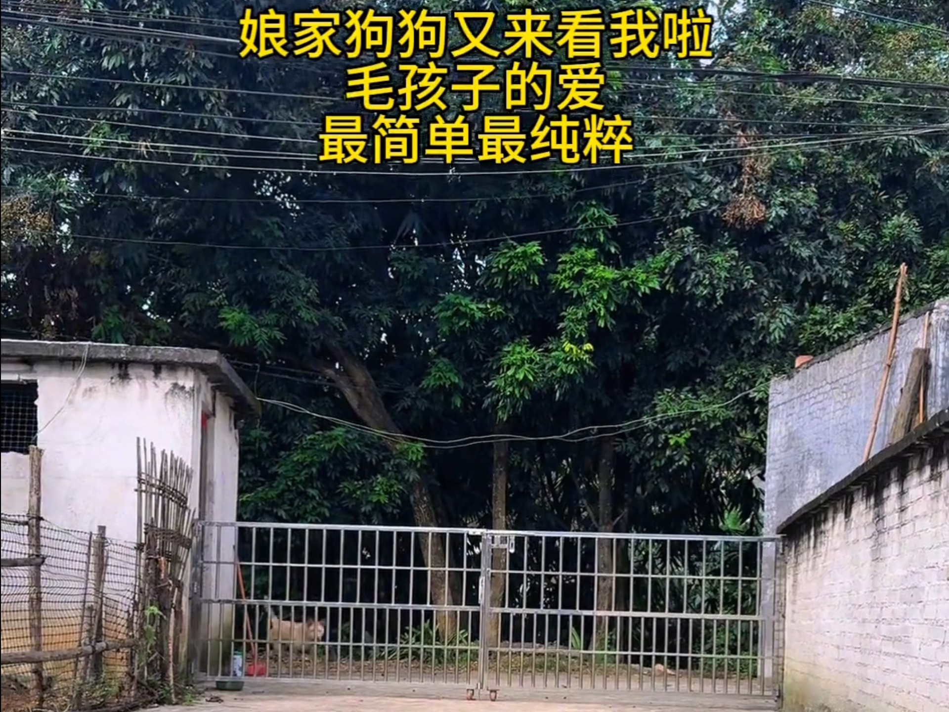 今天做个红烧肉招待娘家大黄#我的农村生活 #狗狗是人类最好