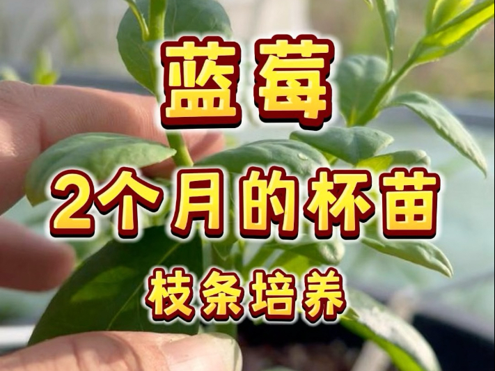 蓝莓杯苗2个月枝条培养