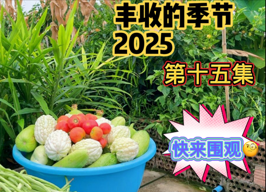 楼顶菜园的丝瓜长得太旺相，又掉了几根到房顶上，赶紧冒雨摘菜。