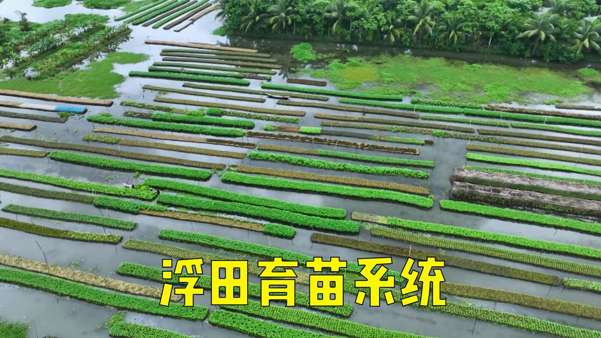 浮田育苗系统让孟加拉国的农民一年四季都没闲暇时光！