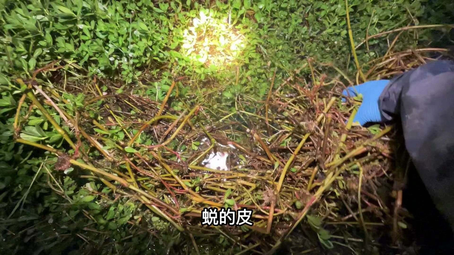 前段时间给黄鳝做的窝没白做，今天过瘾了