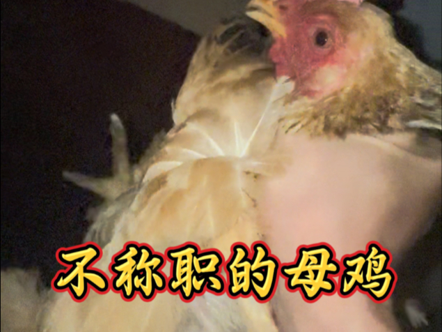 一个决定改变了一群小鸡的命运。我们永远无法知道那些我们没