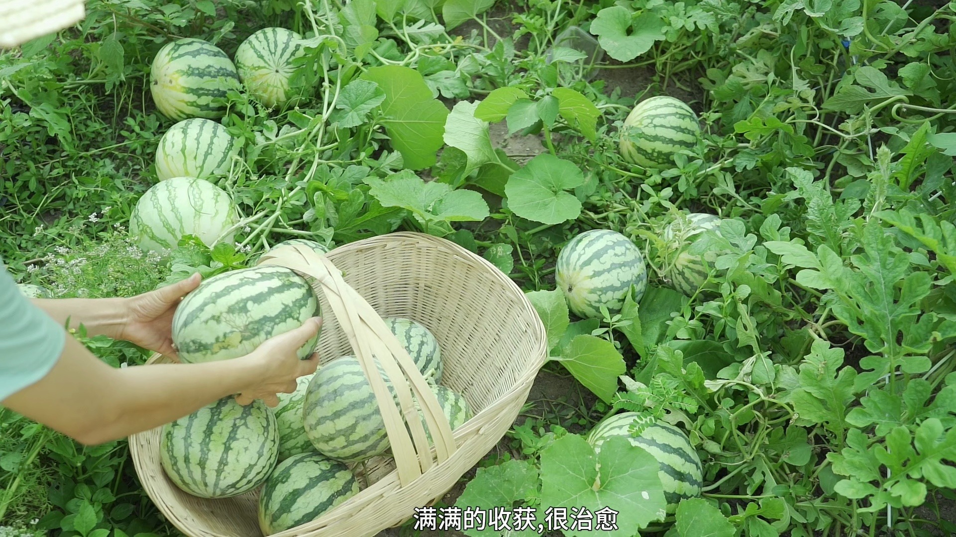 采摘西瓜～凤梨