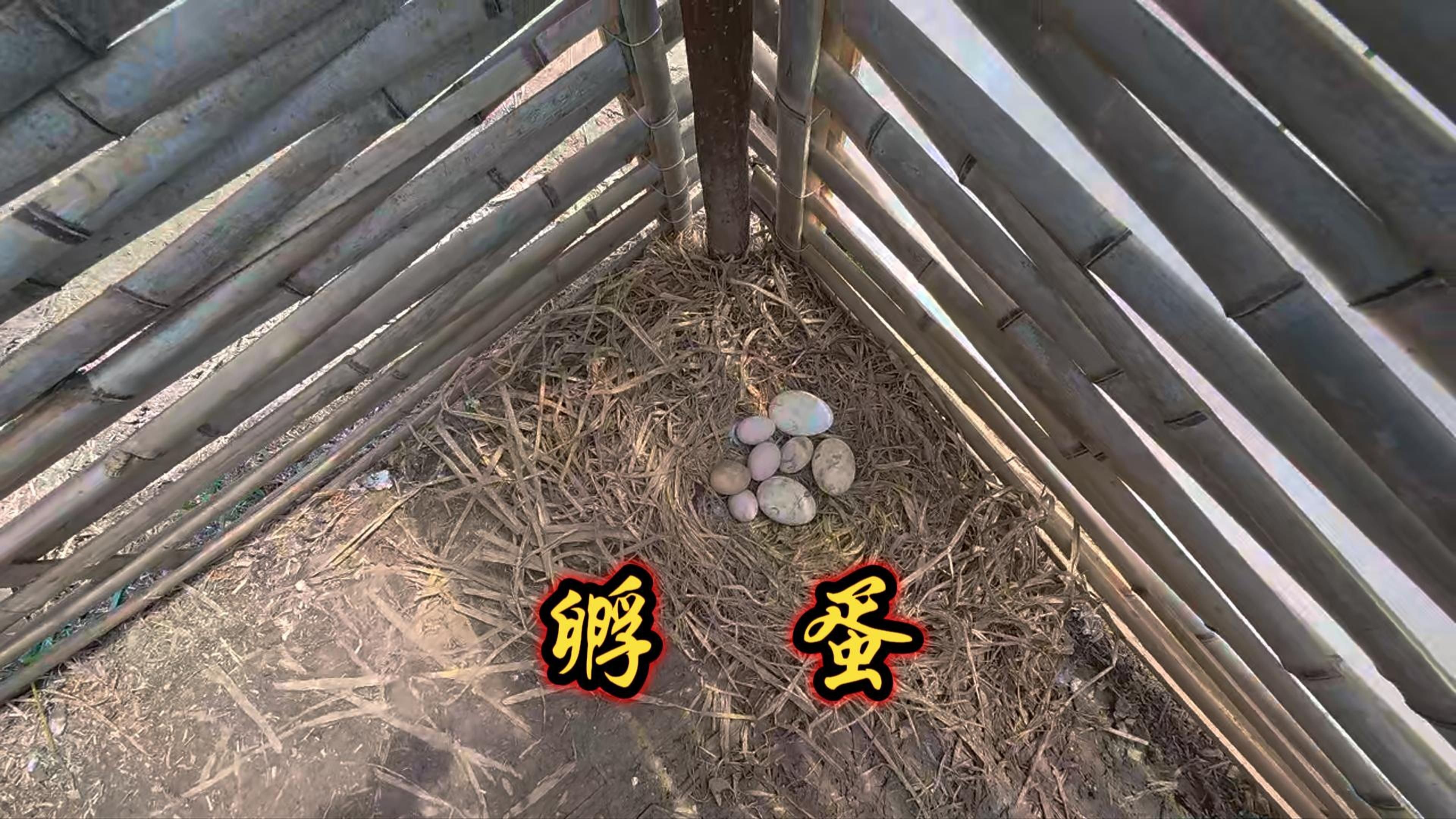婆罗门鸡生蛋了！咱们看看自制的孵蛋器和买的谁的成功率高！！