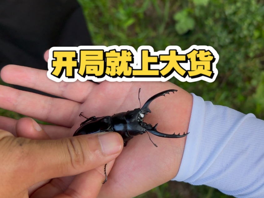 黔东南带粉丝寻虫 上货速度这么快吗