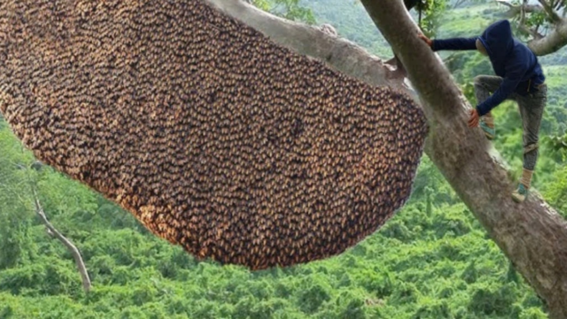 “艺高人胆大，高空采蜜”
