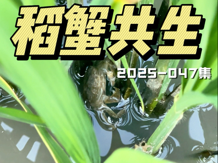 盘锦特产稻蟹共生模式。