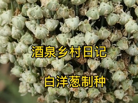 白洋葱的制种#洋葱 #制种 #酒泉种子