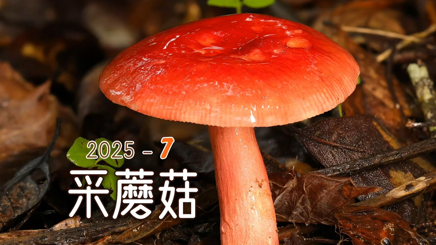 运气爆棚，在普洱捡到白松露啦！