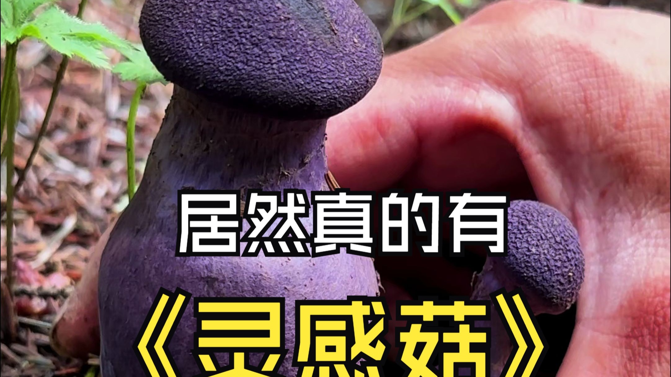 今天捡到了芋泥波波菌