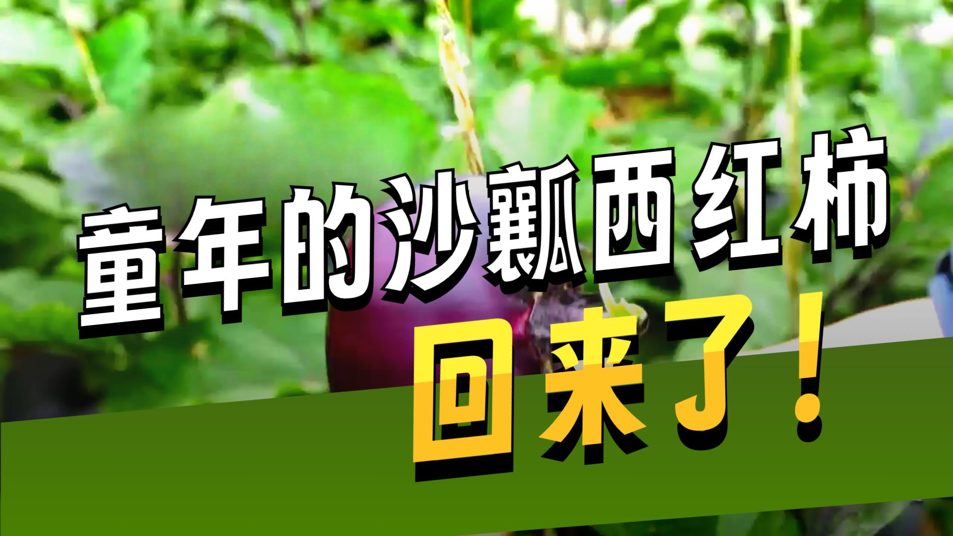 老北京的地头鲜 现代育种技术让老味道长上新翅膀 走进寻常百
