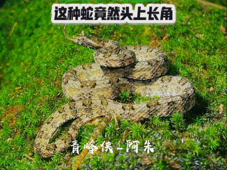 【青峰侠-阿朱】最新视频来袭，快来看看吧！