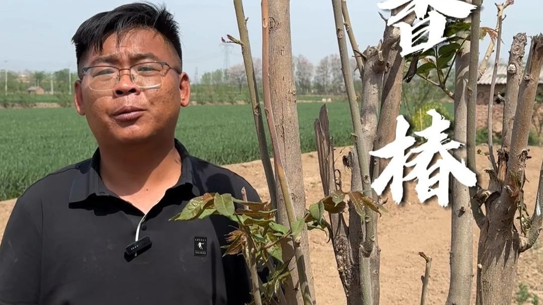 香椿自由你实现了吗？
