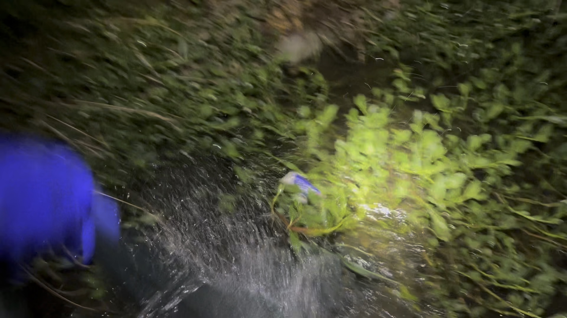 86条网的收获。水泥沟鳝鱼还没长大