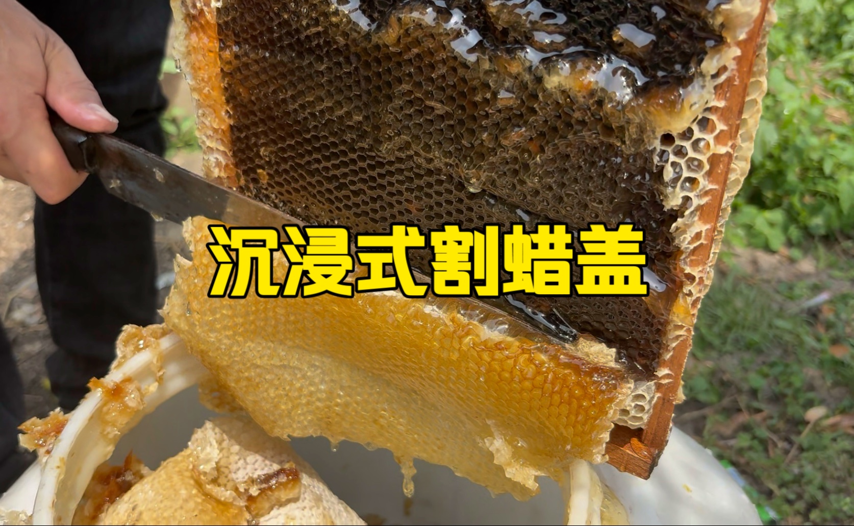 纯享版，沉浸式割荔枝蜜的蜡盖～视频是前几天取蜜拍的