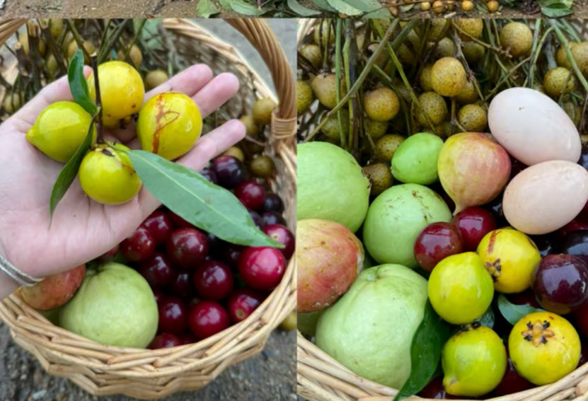 这个野山竹你有吃过吗？